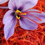 Iran saffron